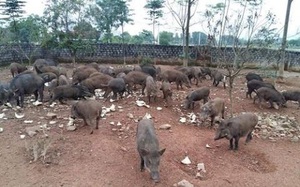 Nghệ An: Cho lợn thong thả đi bộ trong rừng, ăn chuối, lợn bỗng "nâng tầm đẳng cấp" lên thành đặc sản