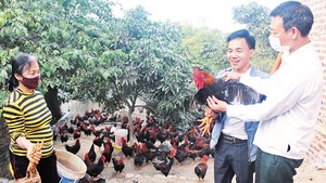 Nuôi lợn mán, nuôi gà "sâm" ở Bắc Giang, chưa tới tết thương lái, công ty đã săn lùng "khuân" đi hết