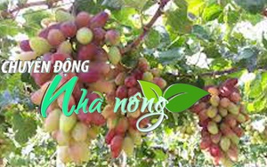 Chuyển động Nhà nông 24/01: Nho cảnh Ninh Thuận hút hàng cận Tết