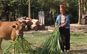 Tự nguyện ra khỏi danh sách hộ nghèo, bà con nông dân xã vùng cao của tỉnh Sơn La nói gì?