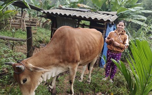 Bình Định: Từ dự án của Trung ương Hội Nông dân, dân miền núi An Lão mở thêm lối thoát nghèo