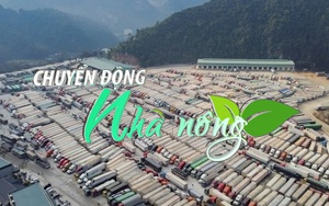 Chuyển động Nhà nông 25/01: Cửa khẩu Tân Thanh thông quan trở lại