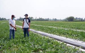 Vùng đất này dân trồng dưa hấu to, lúc đầu thấy lo lo, ai ngờ nay thương lái cân hết sạch