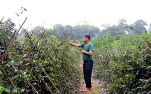 Trồng thứ cây leo lung tung, ra thứ củ như dây thừng buộc trâu, có 1ha mà ông nông dân Vĩnh Phúc thu 3,6 tỷ