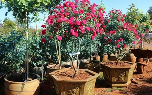 Trồng hoa hồng bonsai dáng, thế độc lạ, tết đến xuân về trai phố núi Gia Lai bán vèo vèo kiếm bộn tiền
