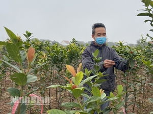 Ninh Bình: Đưa loài hoa quý xuống trồng ruộng lúa, sau 5 năm bán giá 4-5 triệu đồng/cây