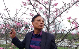 Xôn xao trang trại trồng cây cảnh lạ giá bạc tỷ đang nở hoa rực rỡ của một ông nông dân Hải Phòng