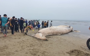 Thanh Hóa: Xác cá voi khổng lồ dạt vào bờ biển Quảng Xương nặng đến nỗi máy cẩu loại thường không thể di chuyển