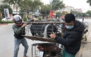 Nuôi giống lợn đen sì, ngày nào cũng thong thả đi dạo, chỉ cần bán một con là thoải mái tiền tiêu Tết