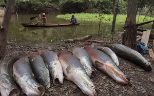 Cá rồng Amazon - loài cá khổng lồ ăn thịt nổi tiếng thế giới