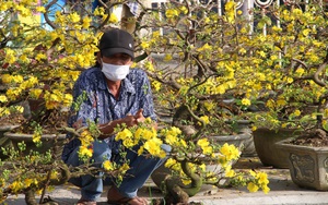 Hoa nằm phơi nắng vì ít người mua, nhiều tiểu thương ở Đà Nẵng lo mất Tết