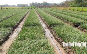 Tây Ninh: Nơi trồng kiệu chưa năm nào lỗ vốn 