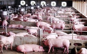 Tiêu thụ thịt lợn dịp Tết Nguyên đán có thể chỉ tăng thêm 12%, nhưng giá vẫn đi lên