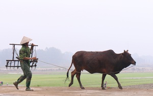 Nông dân Vĩnh Phúc phấn khởi bám đồng, hy vọng một năm mới bội thu trong ngày đầu năm