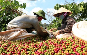 Giá cà phê Đắk Lắk hôm nay "nằm im như nghe ngóng", bí quyết trồng cà phê 5 tấn/ha mà chi phí thấp