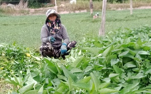 Phú Yên: Trồng thứ &quot;rau nhà nghèo&quot; trên đất xấu, nào ngờ nông dân ở đây lại &quot;đút túi&quot; nhiều tiền hơn là cấy lúa