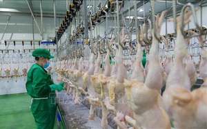 Hồng Kông mạnh tay chi hơn 50 triệu USD để ăn sản phẩm thịt này của Việt Nam