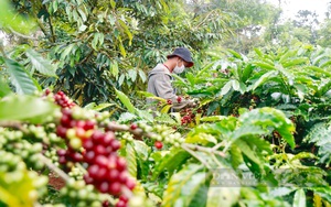 Dự báo "nóng" mới nhất về giá cà phê trong ngắn hạn khi Việt Nam nghỉ Tết Nguyên đán