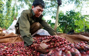 Giá nông sản hôm nay 30/1: Tiêu giảm 1.000 đồng/kg; heo hơi tăng rải rác; cà phê ổn định 