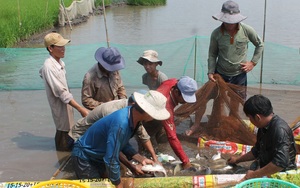 Giá cá lát thát, cá sặc rằn, cá bống kèo...ở ĐBSCL tăng, nông dân hối hả bắt bán