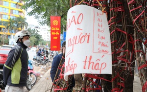 Hà Nội: Đào rừng bạc triệu "sale sập sàn" xuống 50.000 đồng ngày cuối cùng của năm 