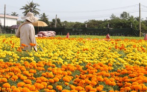 Đưa toàn hoa kiểng chơi Tết độc lạ lên mạng bán, nông dân miền Tây đỡ lo đầu ra