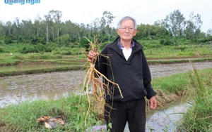 Cá diếc, xưa chê lên chê xuống, nay là cá đặc sản ở Quảng Ngãi, bà bầu ăn cá diếc như ngậm sâm - Ảnh 6.