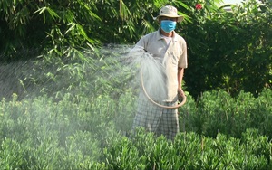 Cây hoa trường sanh là cây gì mà nông dân vùng đất này ở tỉnh Bình Thuận năm nào cũng tất bật trồng bán tết?