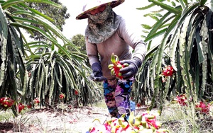 Long An: Thanh long rục rịch đi bằng “công biển” sang Trung Quốc