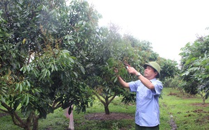 Nông dân Bắc Giang, Hòa Bình bán vải, thanh long sang Nhật Bản, Úc ngon ơ vì được cấp một thứ, đó là gì?