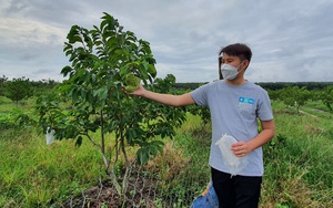 Tây Ninh: Trồng cây đặc sản ra trái khổng lồ khác thường, cứ hái 1 cây nông dân cầm ngay 2 triệu