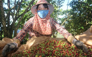 Giá cà phê Robusta Đắk Lắk hôm nay giảm 300 đồng/kg, hái cà phê kiểu này khiến cả làng "lác mắt"