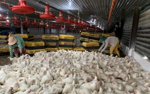 Đồng Nai: Giá loại gà này bất ngờ tăng cao, từ gần 10.000 đồng/kg lên 28.000-30.000 đồng/kg chỉ vài tháng