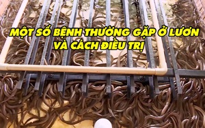 Kỹ thuật nuôi lươn: Một số bệnh thường gặp và cách điều trị