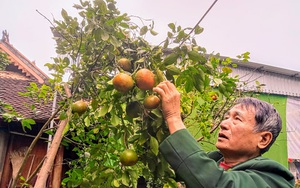 Nghệ An: Thứ cam bù trái khổng lồ, bóc vỏ ra thơm khắp cả làng đang được &quot;cấp bách&quot; nhân giống ở đâu?