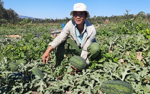 Kon Tum: Trồng dưa hấu trúng mùa nhưng bán rẻ hơn rau muống, gọi thương lái ời ời vẫn "bặt tăm"