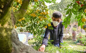 Loài chanh tứ quý trồng trên gốc bưởi được định giả cả trăm triệu đồng phục vụ Tết Nguyên đán 2022