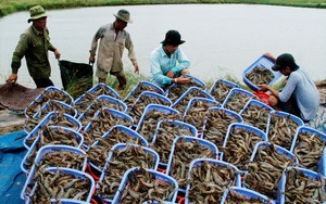 Tại sao có công nghệ chế biến hàng đầu thế giới, doanh nghiệp ngành này vẫn lo giảm sức cạnh tranh?