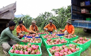 Nông dân, phụ nữ, thanh niên rủ nhau mua loại trái đỏ rực, giúp nông dân Bình Thuận, Long An giảm bớt nỗi lo