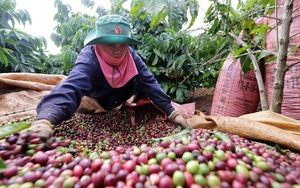 Việt Nam có dư địa vô biên để xuất khẩu cà phê vào thị trường mà cả thế giới thèm khát này