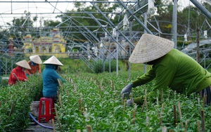 Đà Nẵng: Tết đến gần mà thương lái mua &quot;nhỏ giọt&quot;, nông dân trồng hoa đứng ngồi không yên  