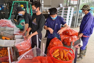 Đầu vụ, cà rốt Hải Dương được thu mua để xuất khẩu đi Hàn Quốc, Nhật Bản, nông dân lãi đậm