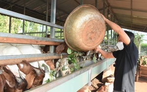 Bà Rịa-Vũng Tàu: Giá bán con đặc sản này quay đầu tăng, cứ bán 1 con nông dân lãi ngay 1 triệu