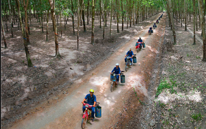 55.000ha cao su đạt một chứng chỉ quan trọng, xuất khẩu cao su lập kỷ lục nhờ một động thái của Trung Quốc 