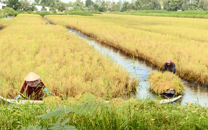 Kiên Giang: Vùng đất trồng lúa hữu cơ, nuôi tôm dưới ruộng, dân bán tôm, bán gạo ai cũng muốn mua