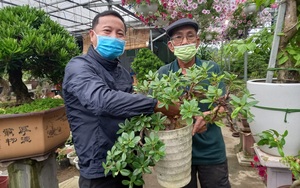 Đà Nẵng: Đam mê trồng cây cảnh, trồng hoa kiểng, U70 “bỏ túi” hơn 500 triệu/năm
