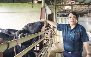 Tỷ phú Hà Nội nuôi 1.000 con bò, doanh thu 65 tỷ/năm là Nông dân Việt Nam xuất sắc 2022