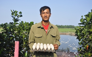 Thứ vịt bơi lặn được nước mặn, sáng nhặt trứng rõ to, anh nông dân Quảng Ninh có của ăn của để