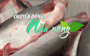Chuyển động Nhà nông 10/10: Xuất khẩu cá tra của Việt Nam sang thị trường ASEAN sẽ vượt thị trường EU