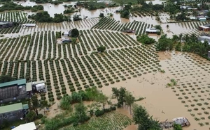Mưa lũ ở Bình Thuận: Gần 400 ha thanh long, nhiều căn nhà bị ngập nước